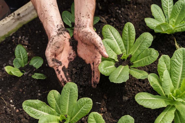 8 Low-Cost Ways to Improve Garden Soil Structure