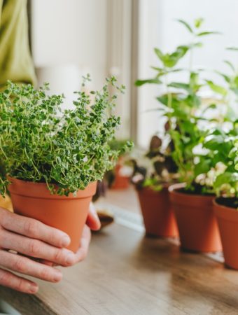 7 Mistakes That Make Indoor Herbs Weak and Leggy