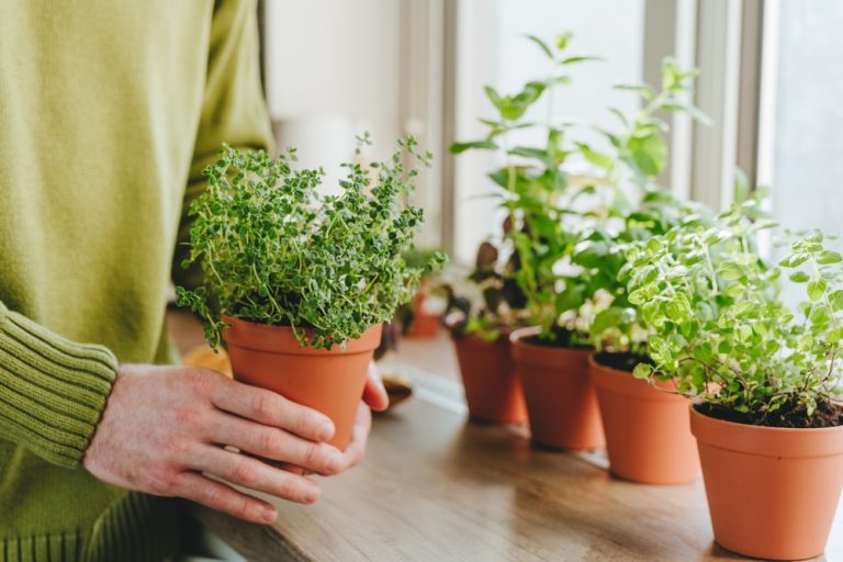 7 Mistakes That Make Indoor Herbs Weak and Leggy