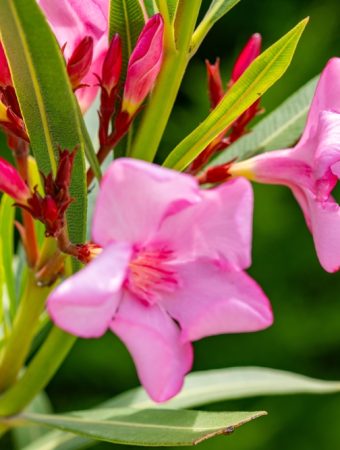 Pet Owners in Florida Warned About a Toxic Garden Shrub Gaining Popularity