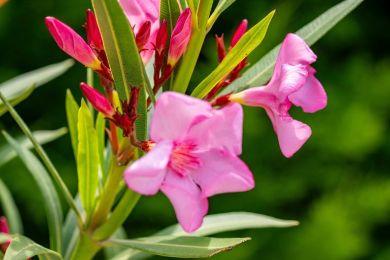 Pet Owners in Florida Warned About a Toxic Garden Shrub Gaining Popularity