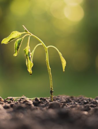 The Real Reason Your Seedlings Keep Dying—And It’s Not the Cold