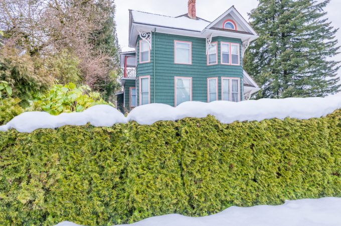 10 Ways to Protect Evergreens From Snow Load Damage