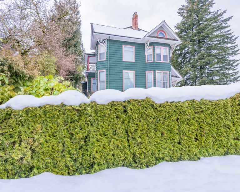 10 Ways to Protect Evergreens From Snow Load Damage