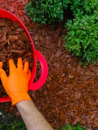 The Mulch That’s Causing Mold Problems in Southern Homes