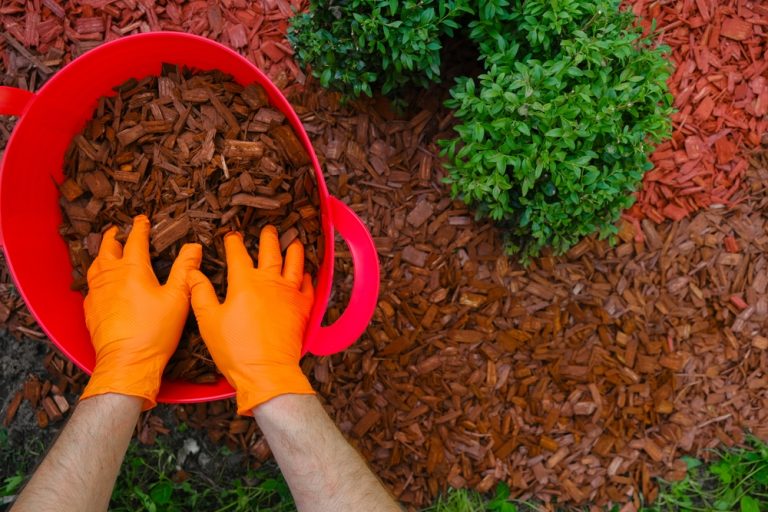 The Mulch That’s Causing Mold Problems in Southern Homes