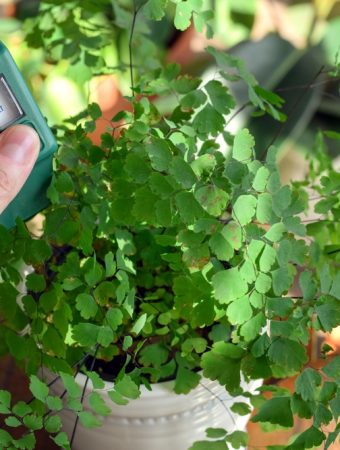 10 Garden Purchases That Sound Useful but Rarely Pay Off