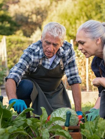 Gardeners Warned: This Common Winter Cleanup Habit Is Spreading Fungal Disease in Raised Beds