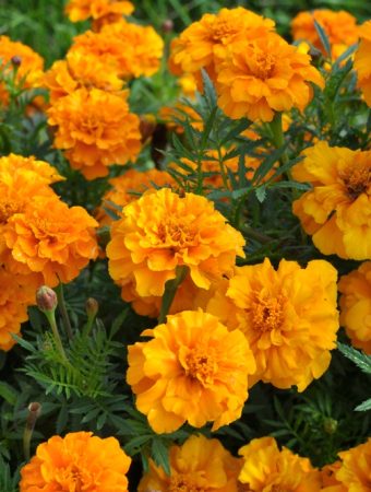 9 Flowers That Thrive With Less Fertilizer Than You Think