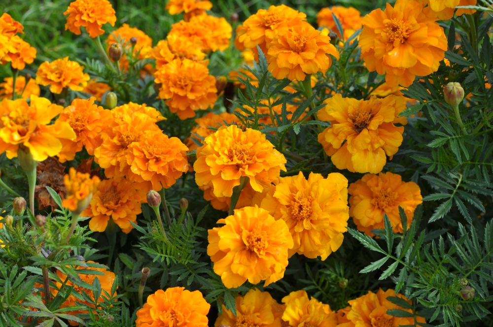 9 Flowers That Thrive With Less Fertilizer Than You Think