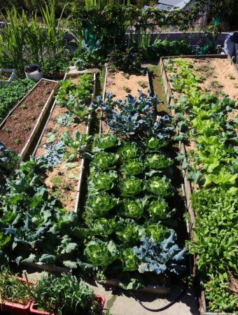 Is Early Garden Mapping the Key to Higher Yields on a Budget?