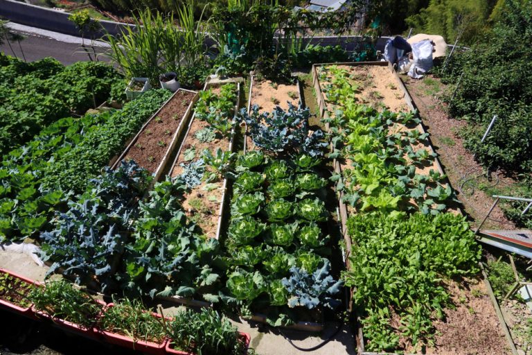 Is Early Garden Mapping the Key to Higher Yields on a Budget?