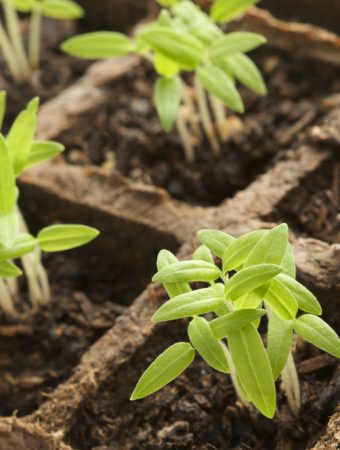 These Are 7 Seed-Starting Mistakes That Cost More Than They Should