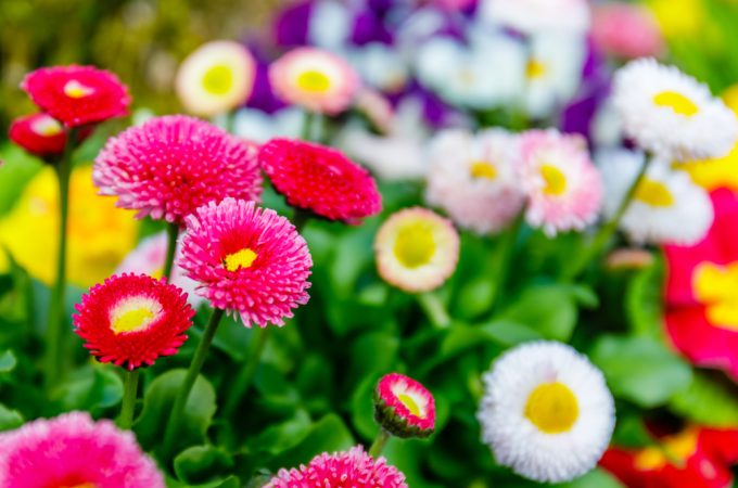 These Are 9 Perennials You Should Leave Standing Until Spring and Why