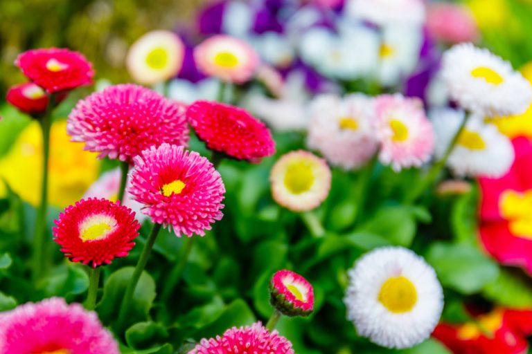 These Are 9 Perennials You Should Leave Standing Until Spring and Why