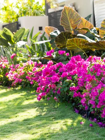 These Plants Could Get You Fined in Florida This Year