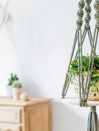 Are Expensive Planters Really Better for Plant Health?