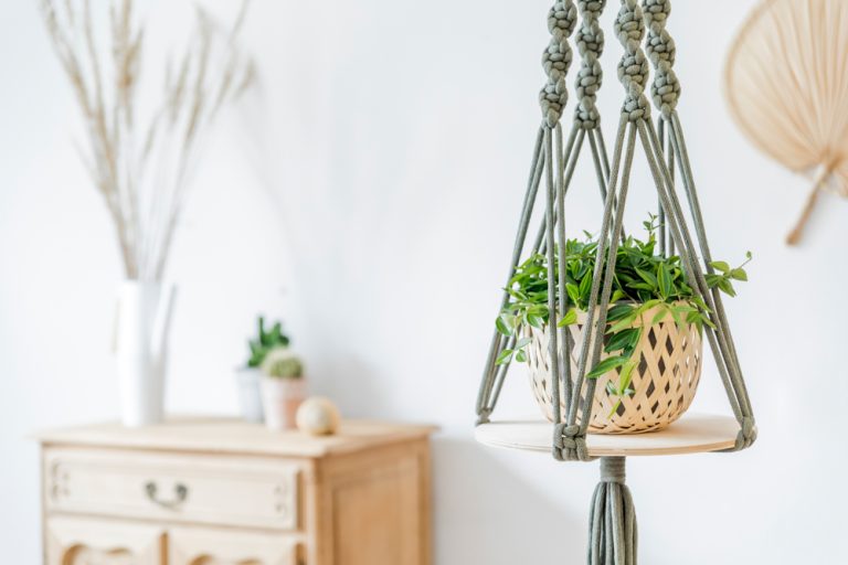 Are Expensive Planters Really Better for Plant Health?