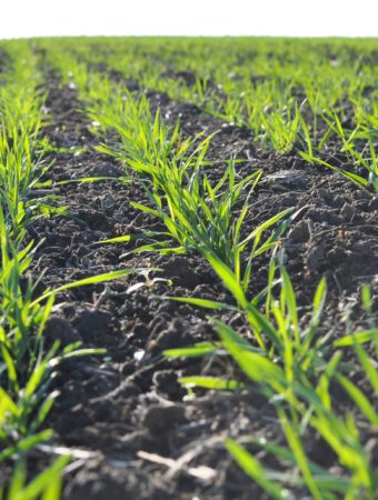 10 Winter Weeds That Start Early and How to Stop Them