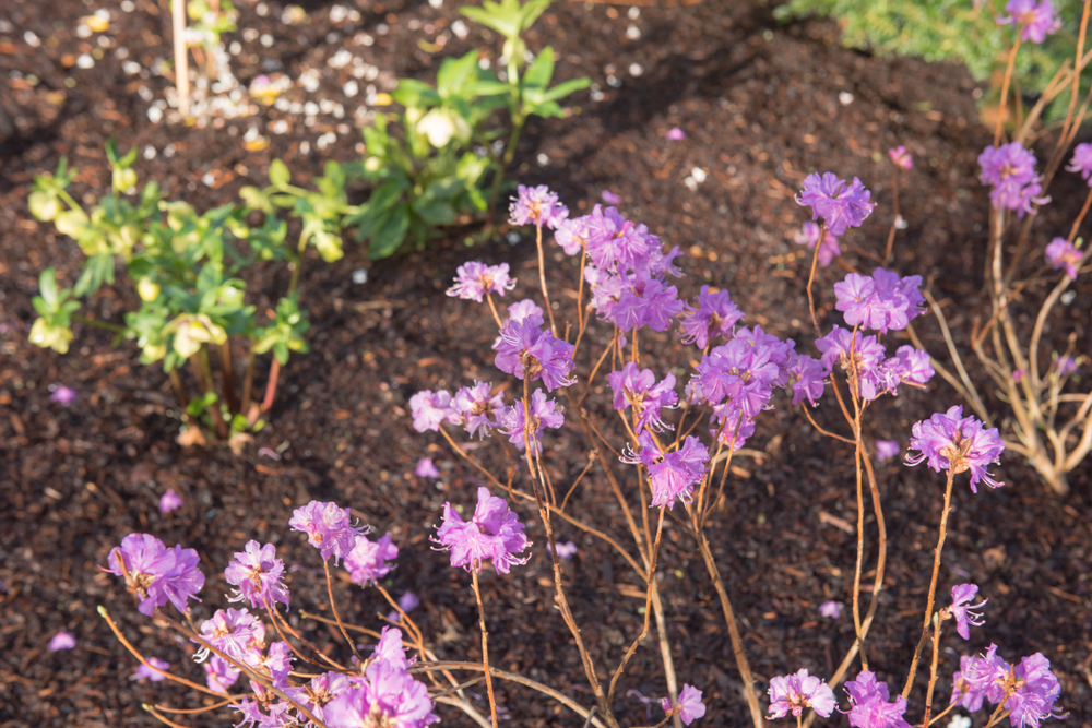 Why Gardeners in the Carolinas Are Skipping Mulch This Winter—And What Experts Say to Do Instead