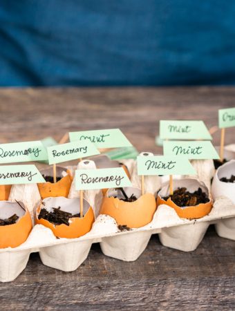 Is DIY Seed Starting Cheaper Than Buying Starter Plants?