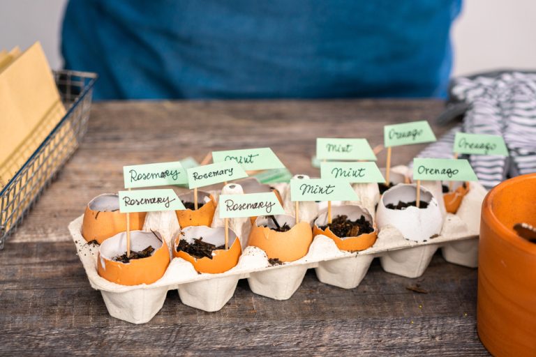 Is DIY Seed Starting Cheaper Than Buying Starter Plants?