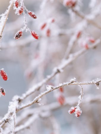 Why January Is Ideal for Planning Companion Planting