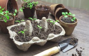 These Are 10 Dollar‑Store Gardening Items That Actually Work