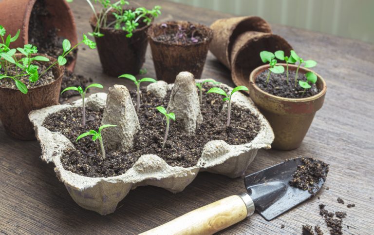 These Are 10 Dollar‑Store Gardening Items That Actually Work