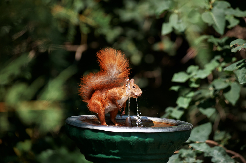 These Are 10 Ways to Keep Squirrels From Digging Up Your Beds
