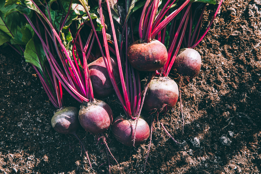 These Are 11 Cold-Weather Crops You Can Still Grow Under a Simple Cover