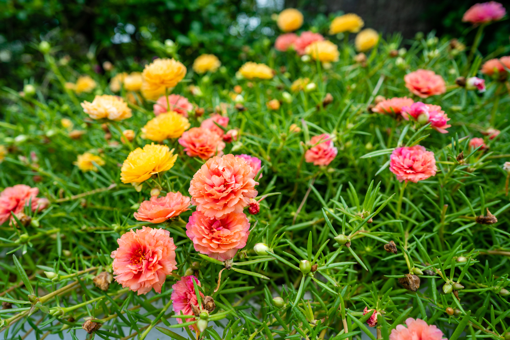 These Are 6 Annuals That Grow Well Without Daily Care