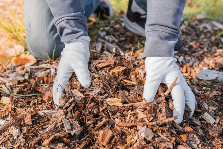 Why Gardeners in the Carolinas Are Skipping Mulch This Winter—And What Experts Say to Do Instead