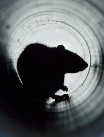 Here Are 11 Things Rodents Use to Sneak Into Your Garden Shed