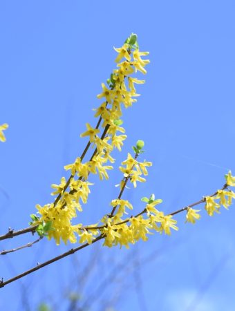 10 Plants You Should Never Prune In January