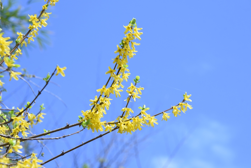 10 Plants You Should Never Prune In January