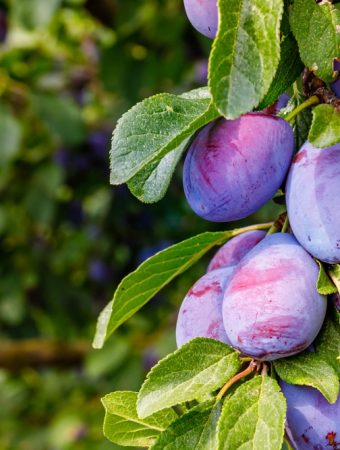 What Gardeners in the Carolinas Must Do Before February to Save Their Spring Gardens