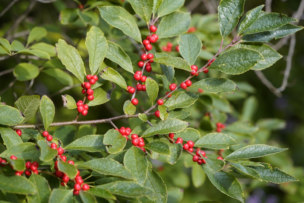 These Are 9 Shrubs That Look Better in Winter Than in Summer
