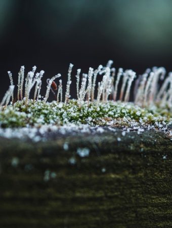 These Are 7 “Too Late” Winter Garden Mistakes and How to Undo Them