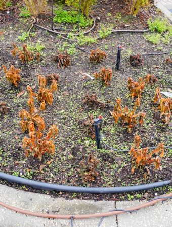 Here Are 7 Mulch Moves That Prevent Freeze Damage to Roots