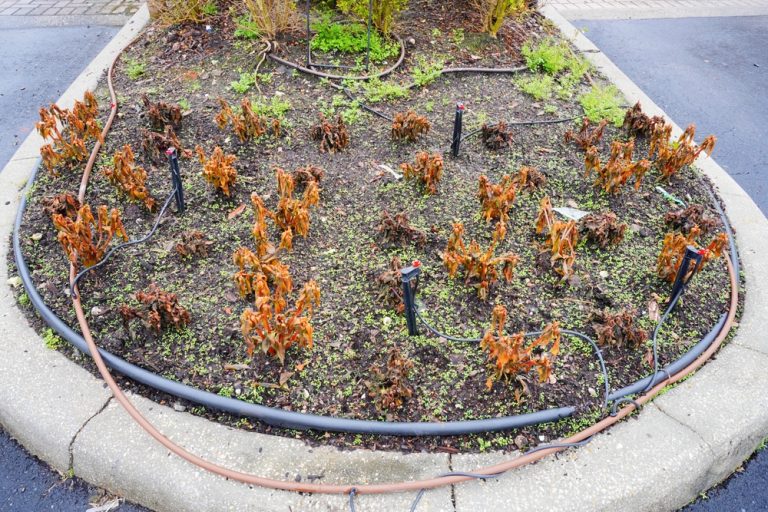 Here Are 7 Mulch Moves That Prevent Freeze Damage to Roots