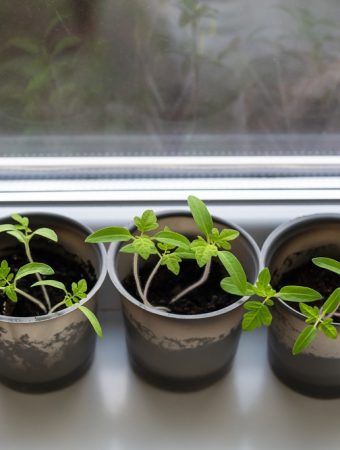 Here Are 8 Easy Seed-Starting Setups Using Stuff You Already Own