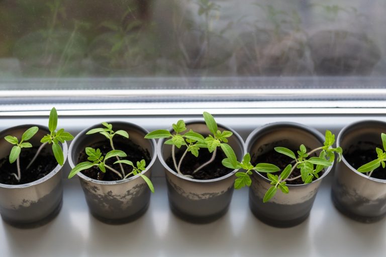 Here Are 8 Easy Seed-Starting Setups Using Stuff You Already Own