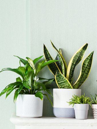 Which Indoor Plants Are Best For The Start Of The New Year?