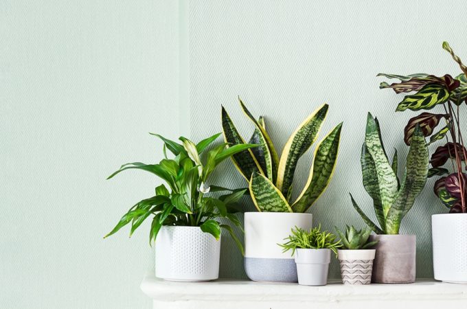 Which Indoor Plants Are Best For The Start Of The New Year?