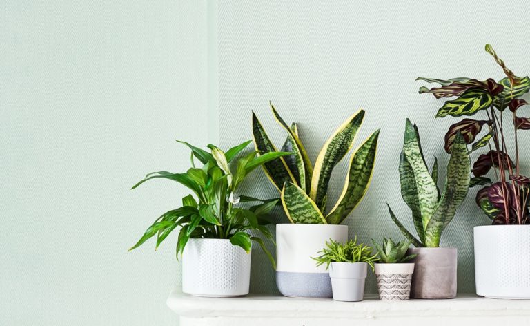Which Indoor Plants Are Best For The Start Of The New Year?