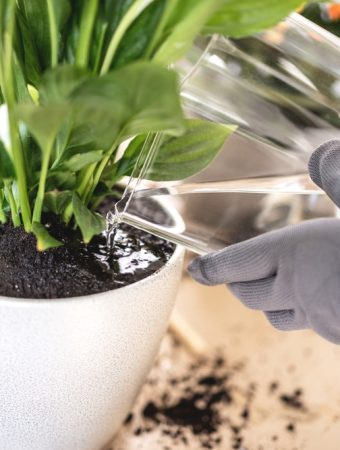 5 Air Purifying Plants To Buy This Year