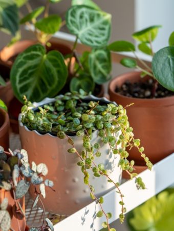Indoor Gardening Is Booming in 2026—But These 4 Common Setups Are Wasting Your Money