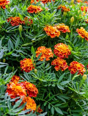 6 Annuals That Don’t Need Expensive Soil Mixes