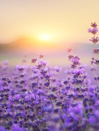 These Are 10 Plants Gardeners Should Always Protect Before It Snows